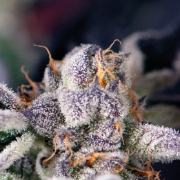 Cookies USA - Легендарная американская генетика | Pyramid Seeds