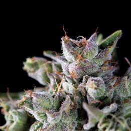 Gorila - мощная американская генетика с высоким ТГК  | Pyramid Seeds