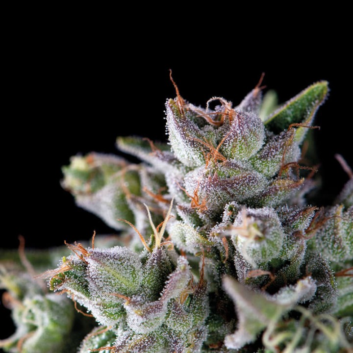 Gorila - мощная американская генетика с высоким ТГК  | Pyramid Seeds