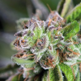 Watermelon Zkittlez – яркий гибрид с арбузным ароматом | Pyramid Seeds