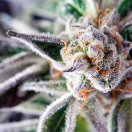 Do-Si-Dos - Феминизированные семена с генетикой Cookies| Pyramid Seeds