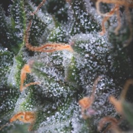 Auto Black Cherry Punch – американский вишневый сорт  | Pyramid Seeds