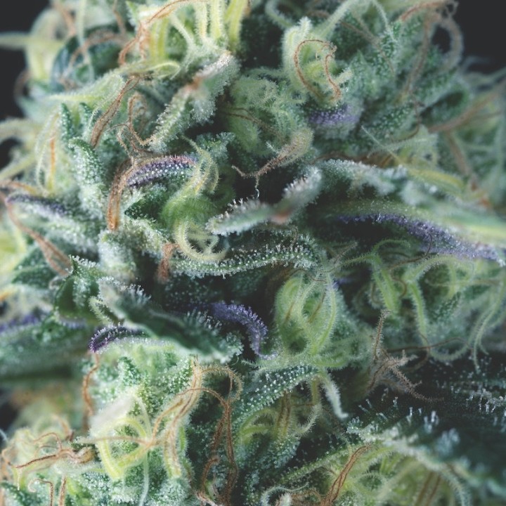 Auto Cookies USA – классический американский сорт | Pyramid Seeds