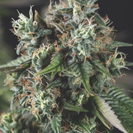 Auto Do-Si-Dos – гибрид Cookies для секса и страсти | Pyramid Seeds