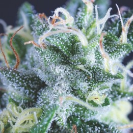 Auto Gelato – американский сорт для жарких ночей | Pyramid Seeds