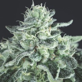 Gelato –  сорт для оргазмической страсти | Pyramid Seeds