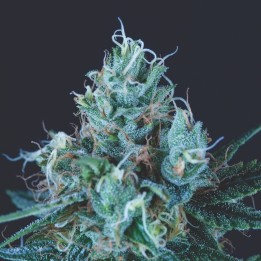 Ice Cream – американская генетика с высоким ТГК | Pyramid Seeds