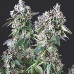 Mendocino Purple Kush – фиолетовая индика с ТГК 23% | Pyramid Seeds