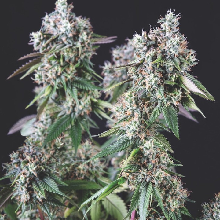 Mendocino Purple Kush – фиолетовая индика с ТГК 23% | Pyramid Seeds