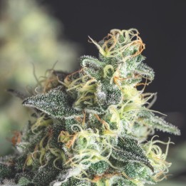 Lemon Larry OG – американский сорт с генетикой Kush | Pyramid Seeds