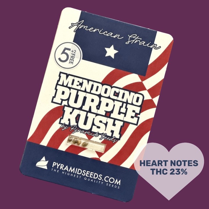 Mendocino Purple Kush – фиолетовая индика с ТГК 23% | Pyramid Seeds