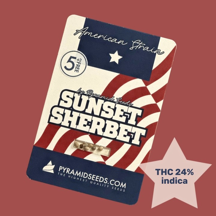 Sunset Sherbet – американский сорт для вдохновения | Pyramid Seeds