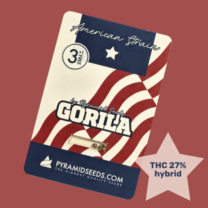 Gorila - мощная американская генетика с высоким ТГК  | Pyramid Seeds
