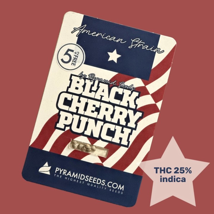 Семена Black Cherry Punch (25% ТГК) | Фиолетовые шишки - Pyramid Seeds