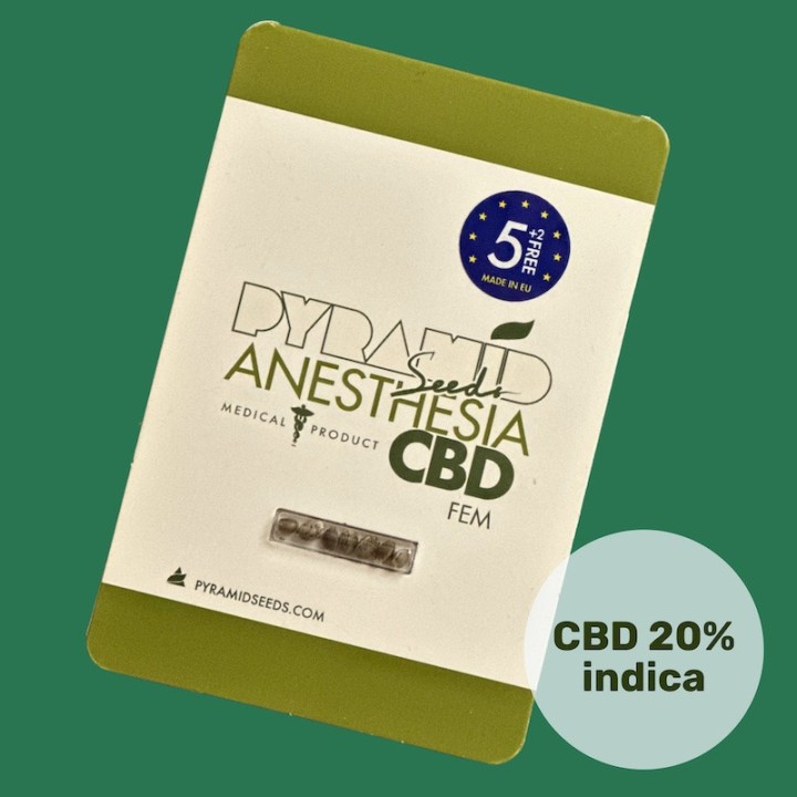 Anesthesia CBD – успокаивающий сорт с КБД до 20% | Pyramid Seeds