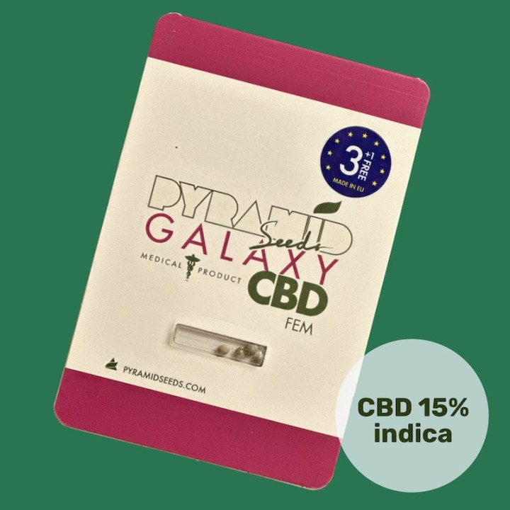 Galaxy CBD – сорт каннабиса для медитации | Pyramid Seeds