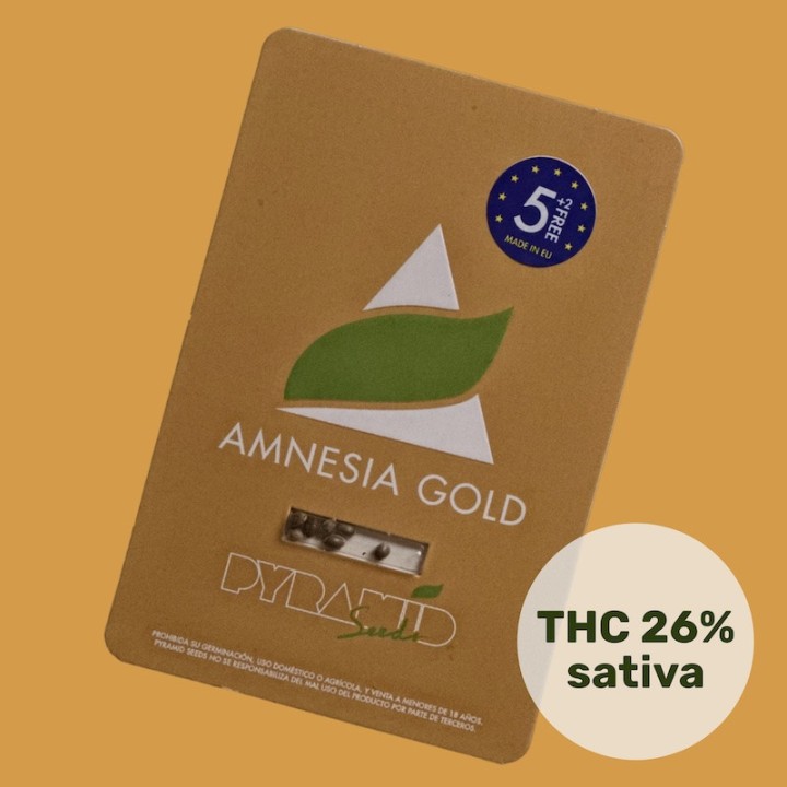 Amnesia Gold – Легендарная сатива с 26% ТГК | Pyramid Seeds