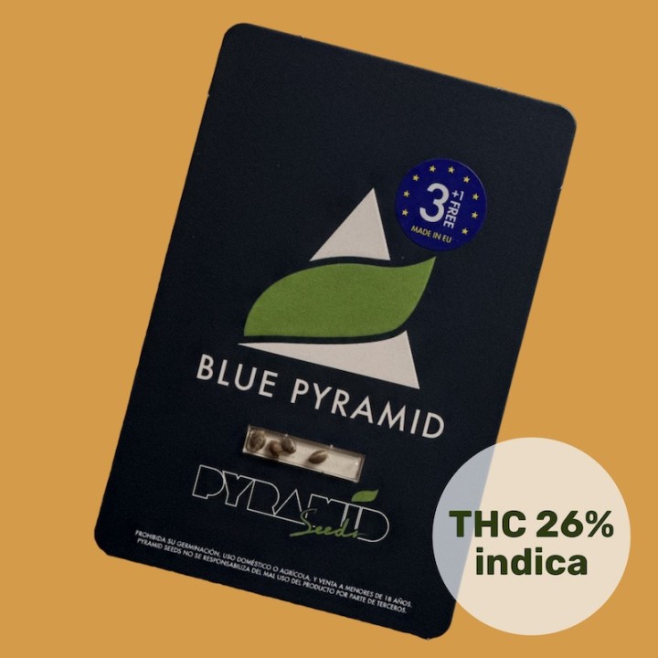 Blue Pyramid - Мощная индика с синим оттенком | Pyramid Seeds