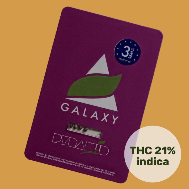 Galaxy - космическая сила в мире каннабиса! | Pyramid Seeds
