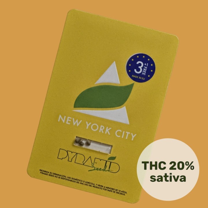 New York City – семена с цитрусовым ароматом | Pyramid Seeds