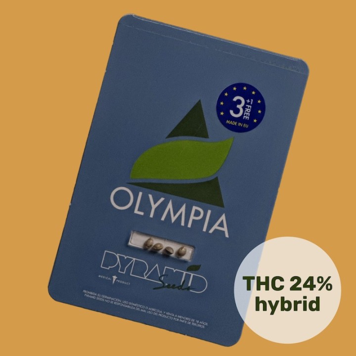 Olympia - Новый уровень качества в мире семян конопли | Pyramid Seeds