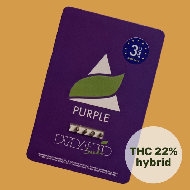 Purple - Фиолетовый рай для гроверов | Pyramid Seeds