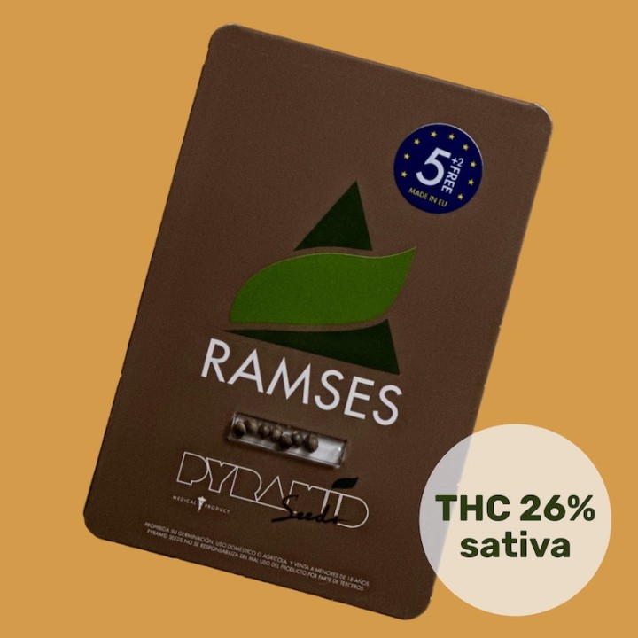 Ramses - Cannabis cu aroma de tămâie antică | Pyramid Seeds