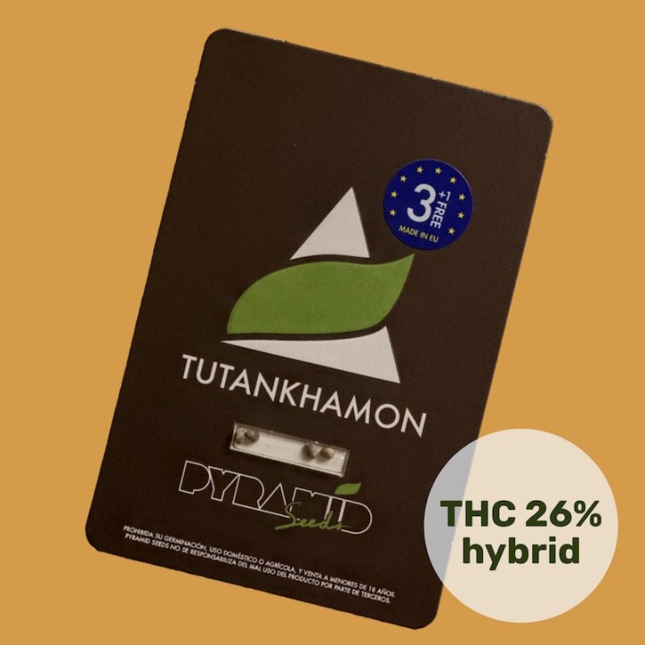 Tutankhamon - Феминизированные семена с высоким ТГК | Pyramid Seeds