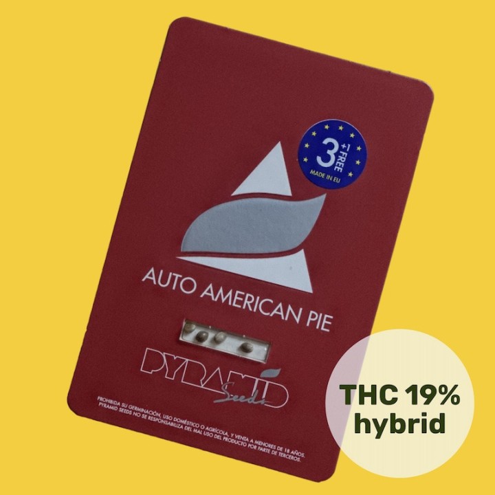Auto American Pie - Простой в выращивании сорт | Pyramid Seeds