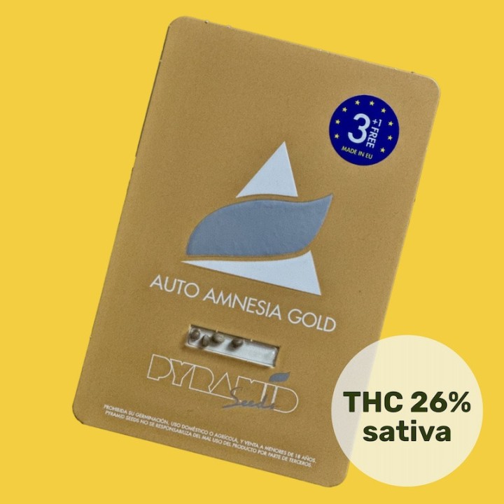 Auto Amnesia Gold – автоцветущая сатива c ТГК 23-26% | Pyramid Seeds