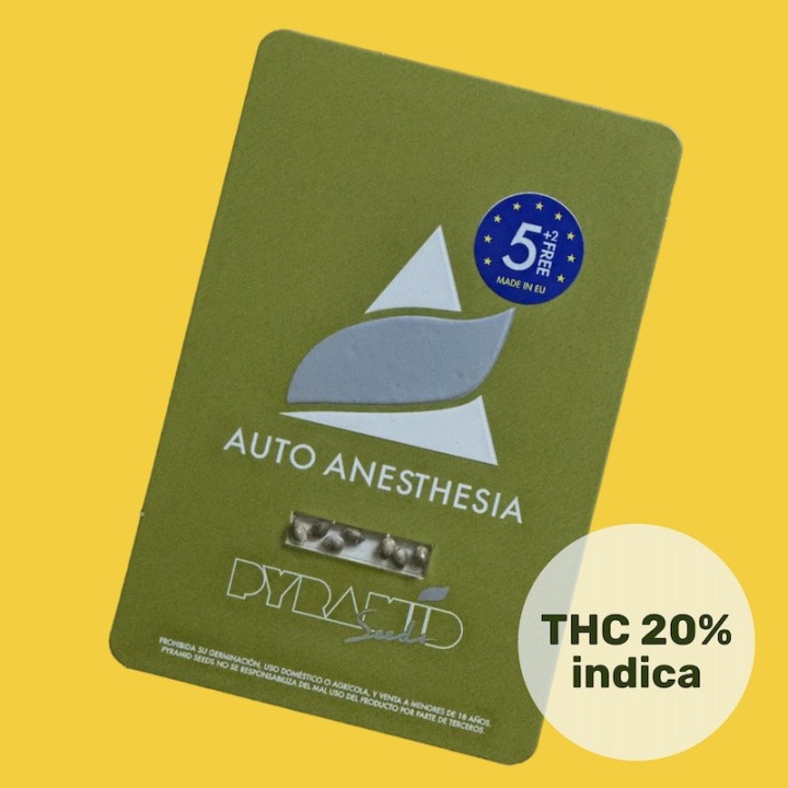 Auto Anesthesia – мощная индика с высоким урожаем | Pyramid Seeds