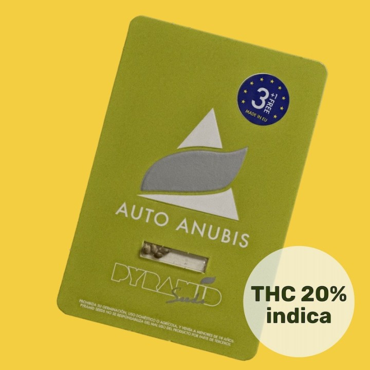 Auto Anubis – автоцветущий цитрусовый сорт | Pyramid Seeds