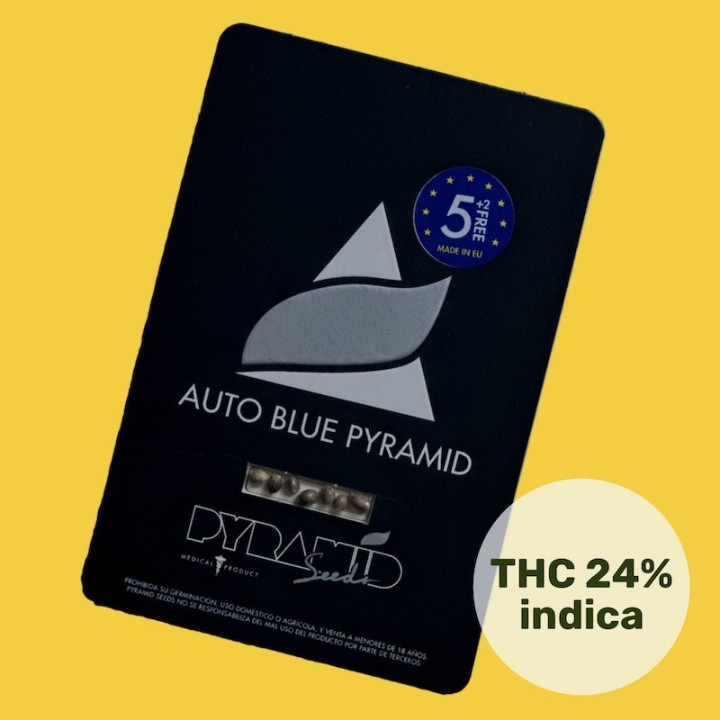 Auto Blue Pyramid – автоцветущий сорт с ягодным вкусом | Pyramid Seeds