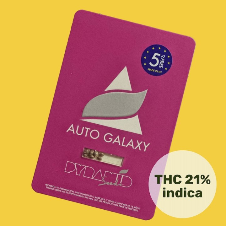 Auto Galaxy – индика с ароматом свежести | Pyramid Seeds