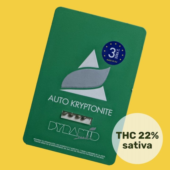 Auto Kryptonite – чистокровная автоцветущая сатива | Pyramid Seeds