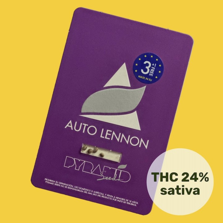 Auto Lennon – автоцветущая сатива с ТГК до 24% | Pyramid Seeds