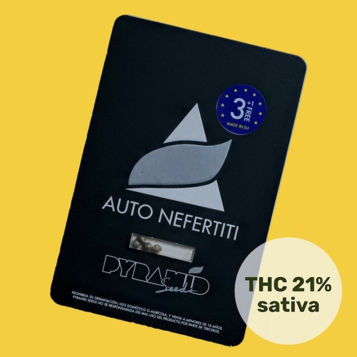 Auto Nefertiti – автоцветущая сатива с ТГК  21% | Pyramid Seeds