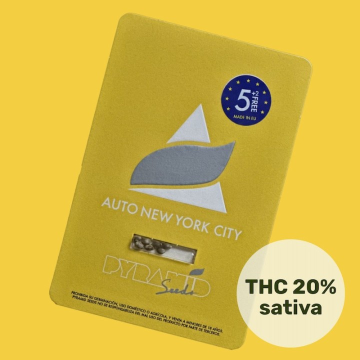 Auto New York City – быстро созревающая сатива | Pyramid Seeds