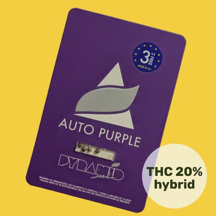 Auto Purple - Фиолетовый автоцвет с высоким ТГК | Pyramid Seeds