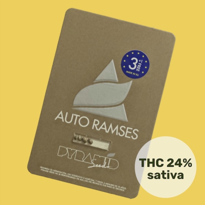 Auto Ramses - Чемпион по урожайности среди автоцветов | Pyramid Seeds
