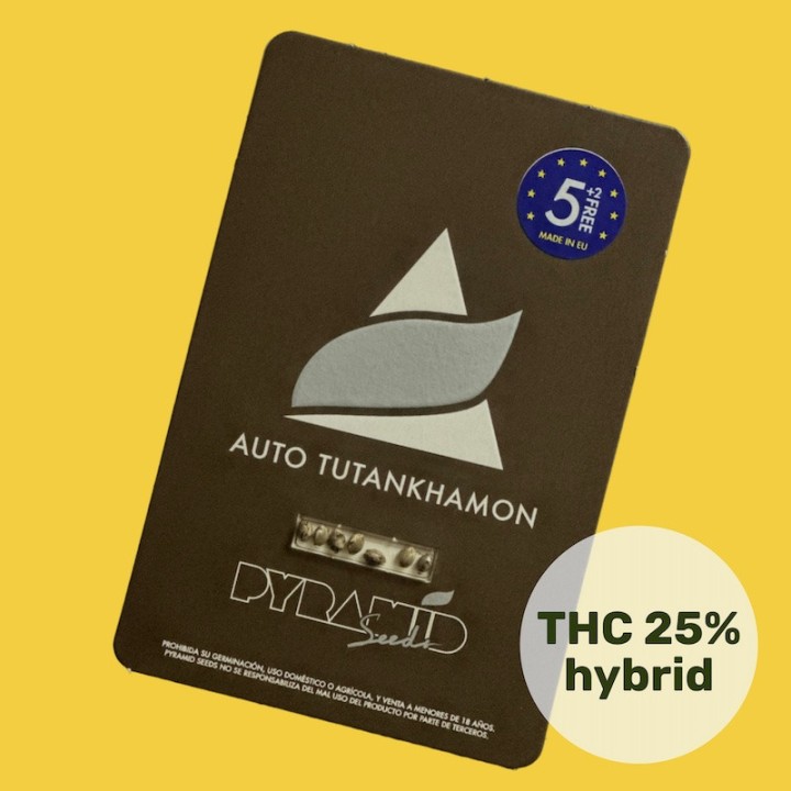 Auto Tutankhamon - легендарный мощный автоцвет | Pyramid Seeds