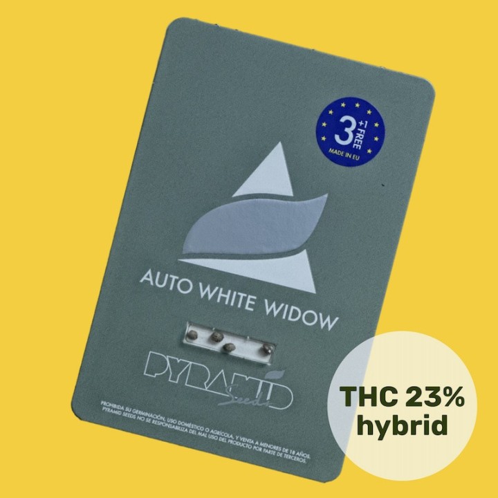 Auto White Widow - Классика в автоцветущем формате | Pyramid Seeds