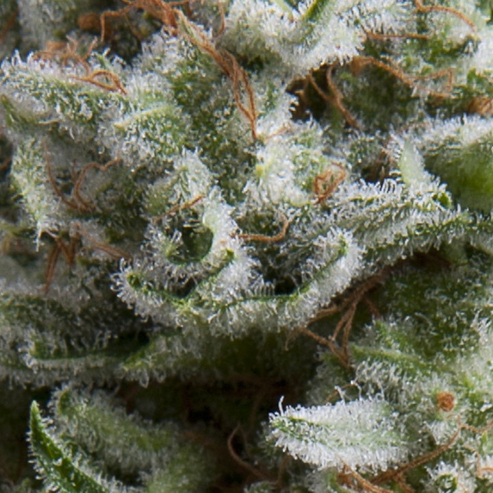 Auto Anesthesia – мощная индика с высоким урожаем | Pyramid Seeds