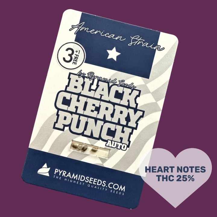 Auto Black Cherry Punch – американский вишневый сорт  | Pyramid Seeds