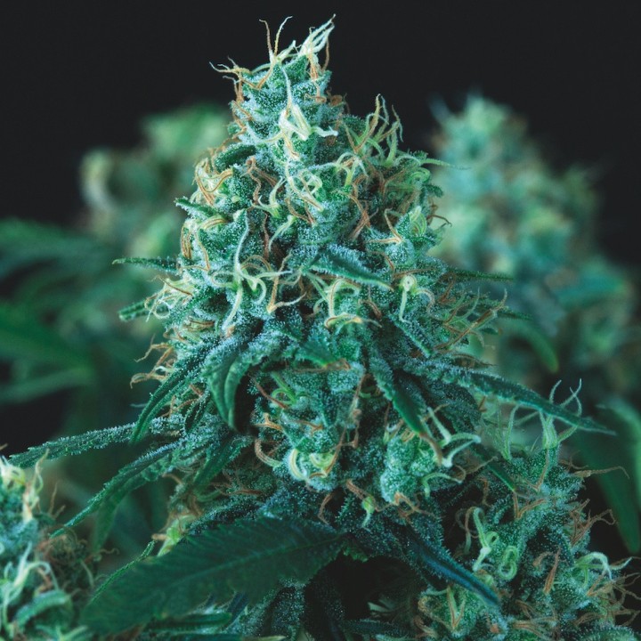 Kryptonite Fast Pyramid seeds