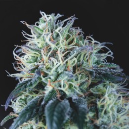 Wembley Regular Pyramid Seeds
