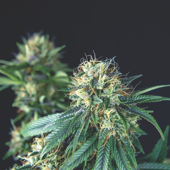 Tutankhamon Regular Pyramid Seeds