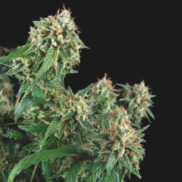Galaxy Regular Pyramid Seeds