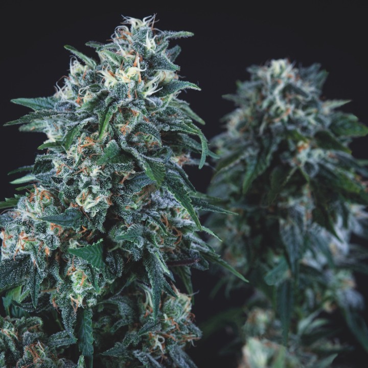 Anubis Regular Pyramid Seeds