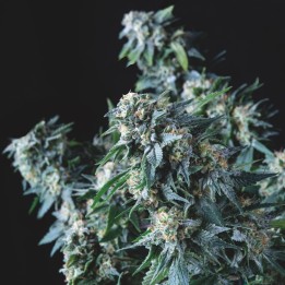 Amnesia Gold Regular Pyramid Seeds